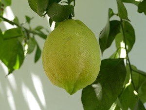 Citronträd