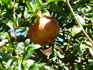 Granatäpple