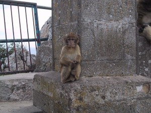 Apa i Gibraltar